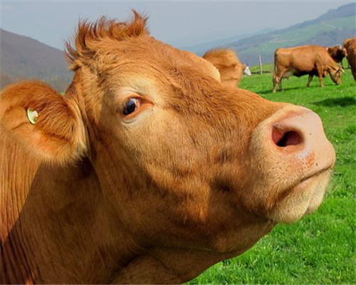 在农村养一头牛大概能赚多少钱?一个人能养多