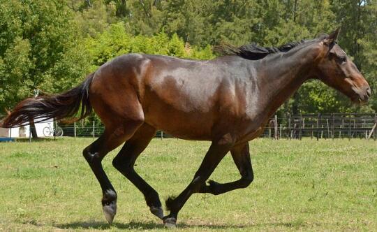 吃什么草?除了草还吃什么?养马挣钱吗? - 土流