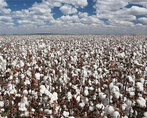 棉属植物棉花一般什么时候种植?产地分布在哪