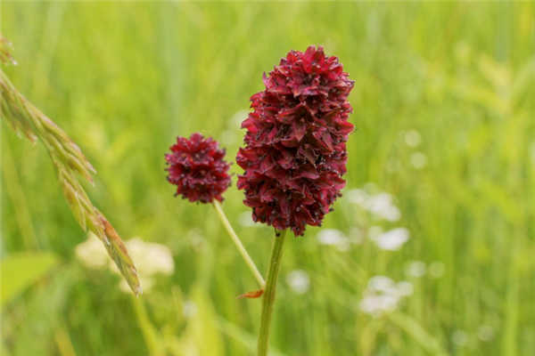 蔷薇科植物地榆长什么样?采摘季节是什么时