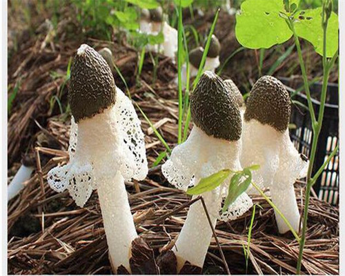 竹荪市场价格多少钱一斤?它有什么营养价值?