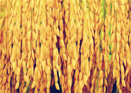 2018年水稻保护价是否取消?附2018水稻价格