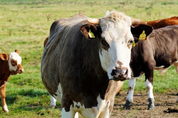 养殖经验:牛犊购买时怎么挑选?买回来怎么管理