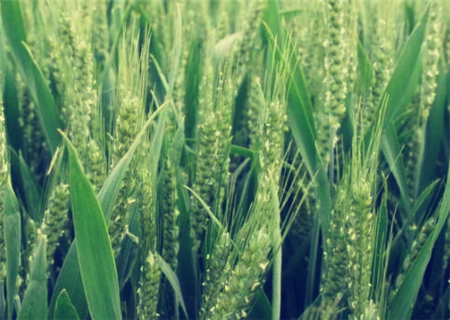2018年小麦、玉米、水稻价格预测!能涨的只有