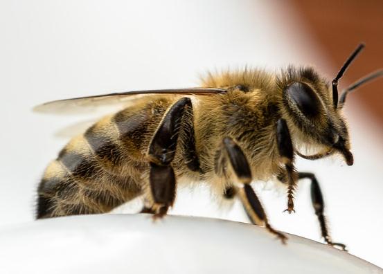 蜜蜂、马蜂蛰了怎么处理?有毒吗?用什么药? -