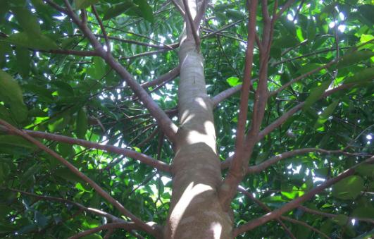 沉香树苗多少钱一棵?种植技术有哪些?种植前