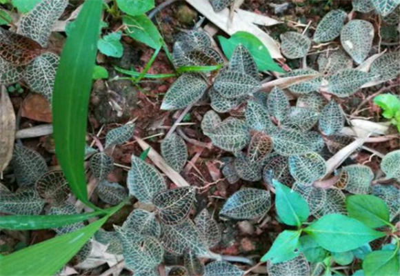 兰属植物金线莲多少钱一斤?种植前景怎么样?