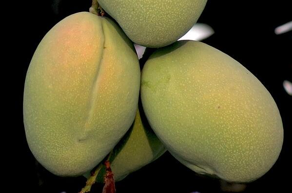 一般芒果产在中国的哪个地方?吃了会上火吗?