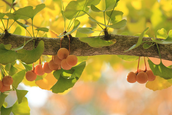 银杏树长多久才会开花结果?能活多久?果实什