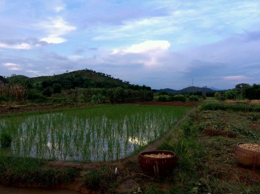 农村土地纠纷常见的7大法律问题有答案了! - 土