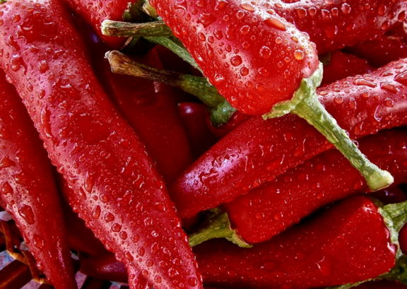 辣椒的种植时间及育苗技术 辣椒高产丰收的措施