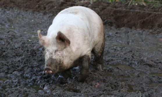 太原市畜禽养殖禁养区划定方案出炉,快看你家