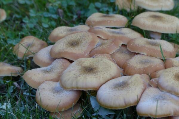 菌类植物蘑菇什么季节有?什么时候采摘?要注