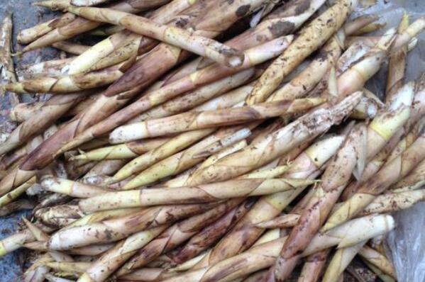 新鲜春笋几月份有上市?多少钱一斤?怎么处理