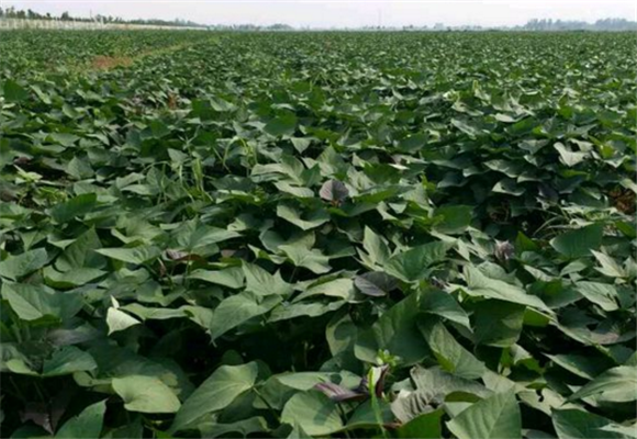 紫薯种苗的价格?紫薯的品种及种植方法!