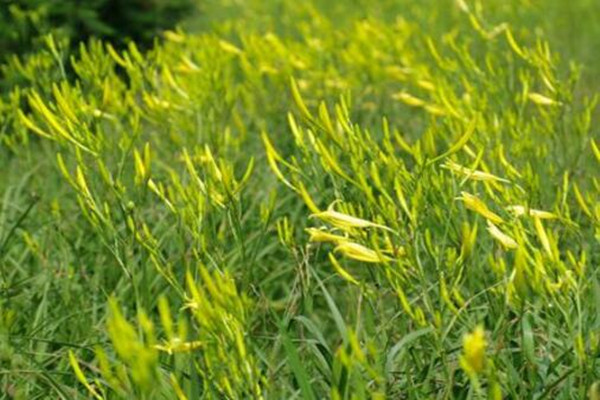 黄花菜一亩地产量多少?怎么种植?有哪些功效