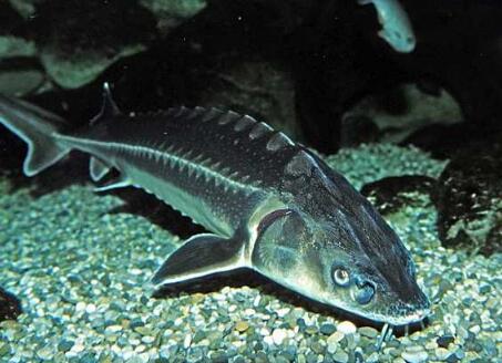 2018年养鲟鱼赚钱吗?价格多少钱一斤?附养殖