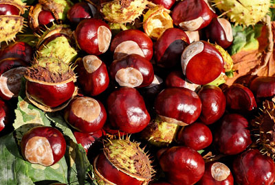 2018年种板栗赚钱吗?种一亩板栗赚多少钱?市