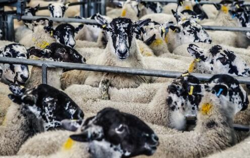 现在的羊价是多少?2018活羊价格预测是上涨还