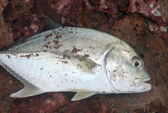 白鲳鱼价格多少钱一斤?有什么营养价值?孕妇