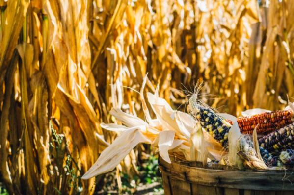 种玉米一亩地产量是多少?种植的时间是几月?