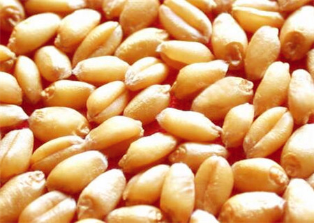未来小麦价格预测分析:2018年小麦价格会上涨