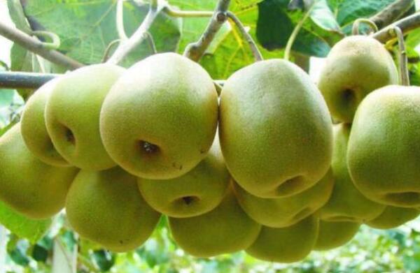 2018种红心猕猴桃一亩地能赚多少钱?产量是多