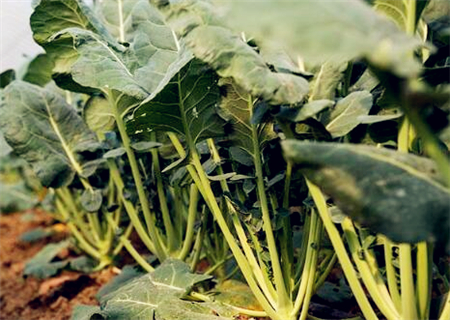 西兰花亩产多少斤?2018种西兰花赚钱吗?西兰