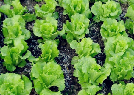 生菜一年四季都有吗?生菜种植时间及技术要点