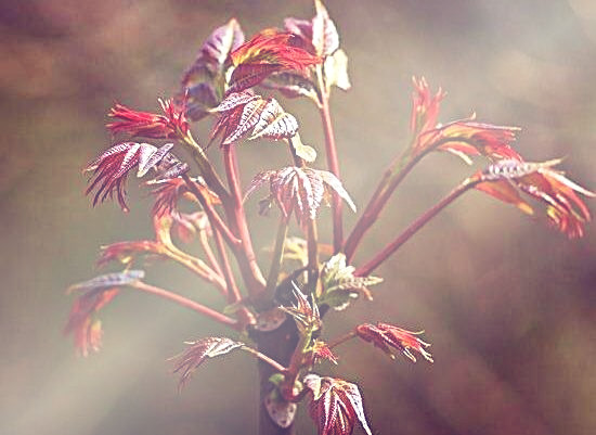 2018年种香椿赚钱吗?种一亩香椿能赚多少钱?