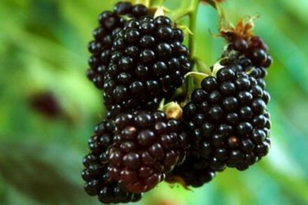 黑莓如何种植?2018种黑莓赚钱吗?种植前景如