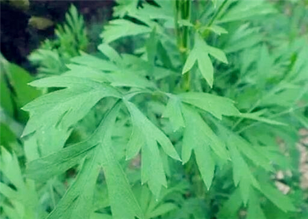 旱地能种中药材吗?适合种植什么品种? - 土流网