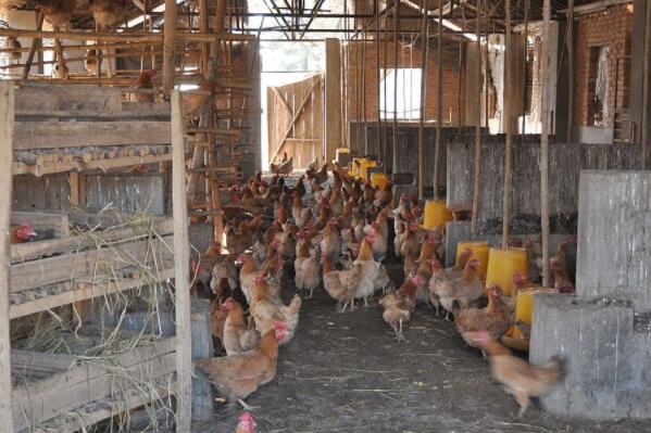 农村土鸡多少钱一只?2018养殖赚钱吗?前景、