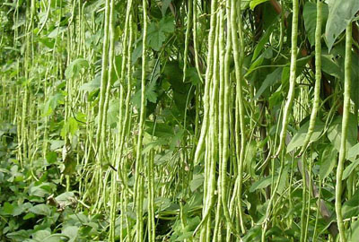 2018年种豆角赚钱吗?市场前景如何?种一亩大