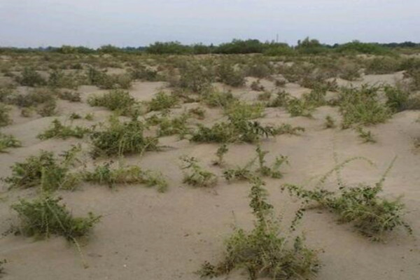 黑枸杞主产地在哪里?怎么吃?有哪些功效及作用? - 土流网