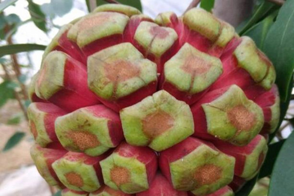 黑老虎几年可以结果?如何种植?2018年黑老虎