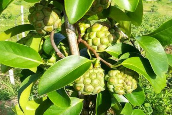 黑老虎几年可以结果?如何种植?2018年黑老虎