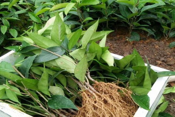 一亩田黑老虎苗的投入成本要多少?2018年种植