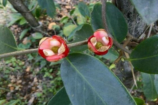 一亩田黑老虎苗的投入成本要多少?2018年种植