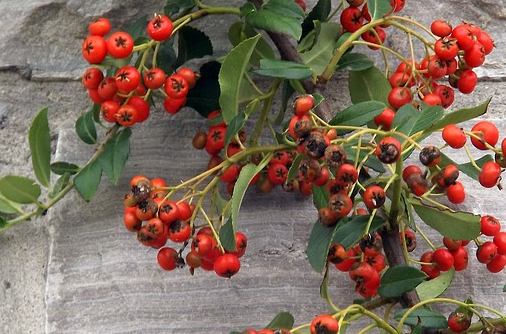 蔷薇目沙棘种子价格多少钱一斤?什么时候播种