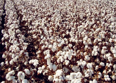 2018-2019年新疆棉花补贴政策:目标价格规定
