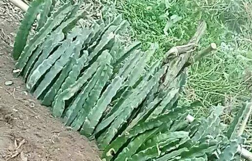 火龙果几月份种植?种植前景如何?投资成本及