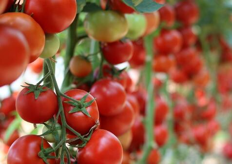 西红柿多少钱一斤?2018年市场价格预测会涨吗