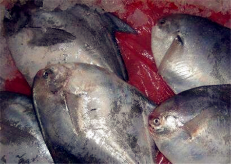 鲳鱼价格多少钱一斤?2018年鲳鱼价格最新行情