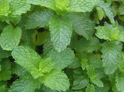 种植一亩薄荷成本及利润如何?市场前景怎样?