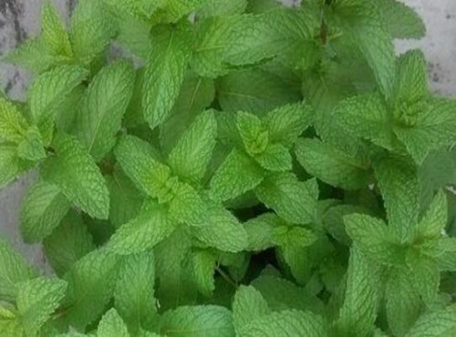 种植一亩薄荷成本及利润如何?市场前景怎样?