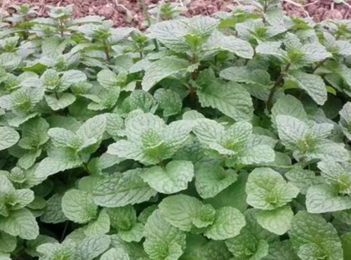 种植一亩薄荷成本及利润如何?市场前景怎样?