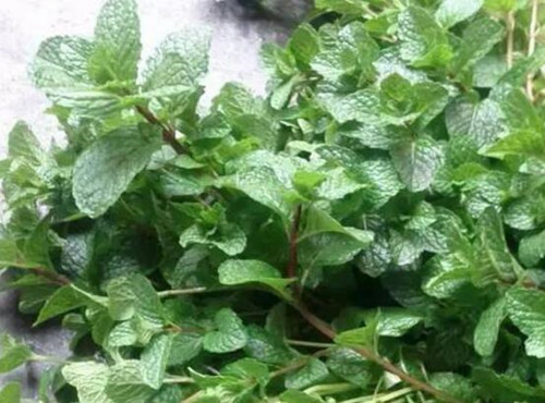 种植一亩薄荷成本及利润如何?市场前景怎样?