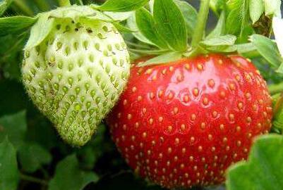 广州周边哪里可以摘草莓?十大好去处推荐