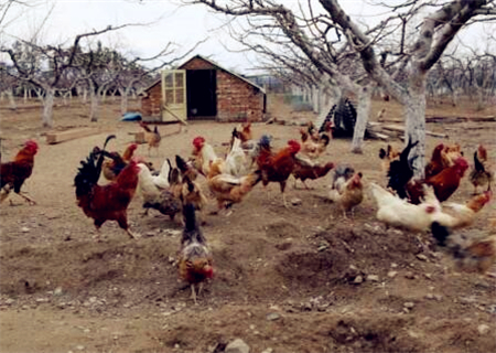 2018年农村养鸡补贴政策:养多少只鸡国家有补